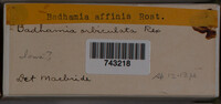 Badhamia affinis image